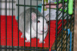 3-mouse.jpg