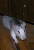 4-mouse.jpg