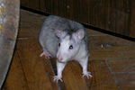 5-mouse.jpg