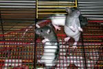 7-mouse.jpg