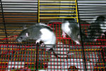 8-mouse.jpg