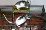 9-mouse.jpg